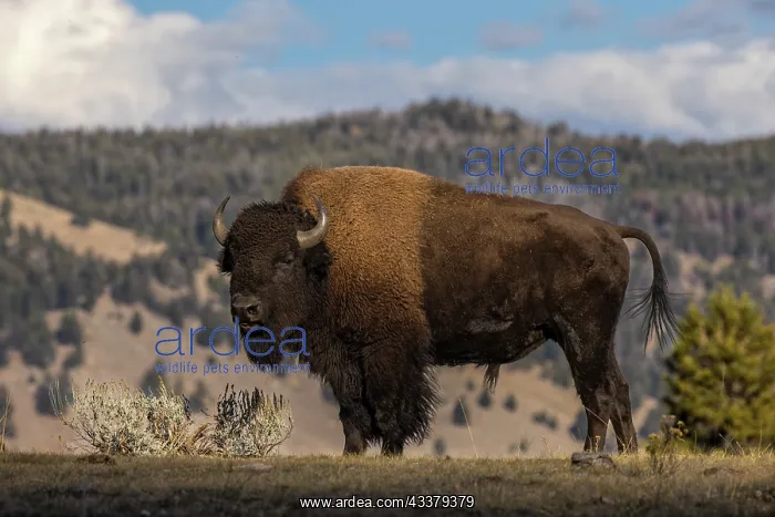 : American Bison. Yellowstone National Park, Wyoming : American Bison. Yellowstone National Park, Wyoming