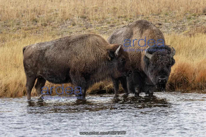 : American Bison. Yellowstone National Park, Wyoming : American Bison. Yellowstone National Park, Wyoming