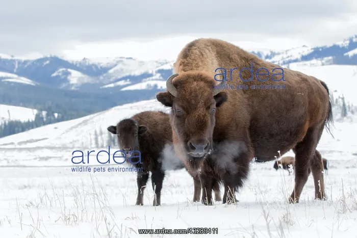 : American Bisons (Bison bison) mother and calf i : American Bisons (Bison bison) mother and calf i