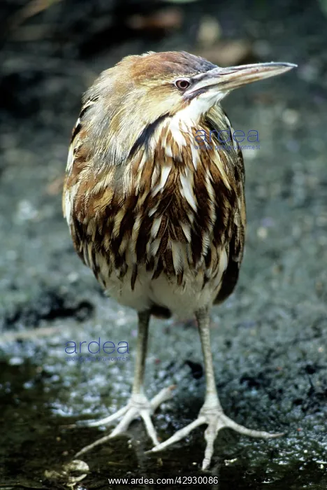 : American BITTERN : American BITTERN