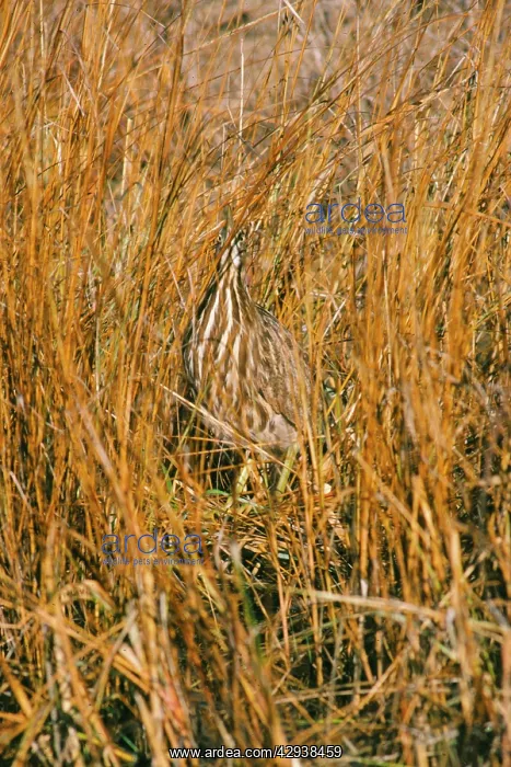  : American Bittern