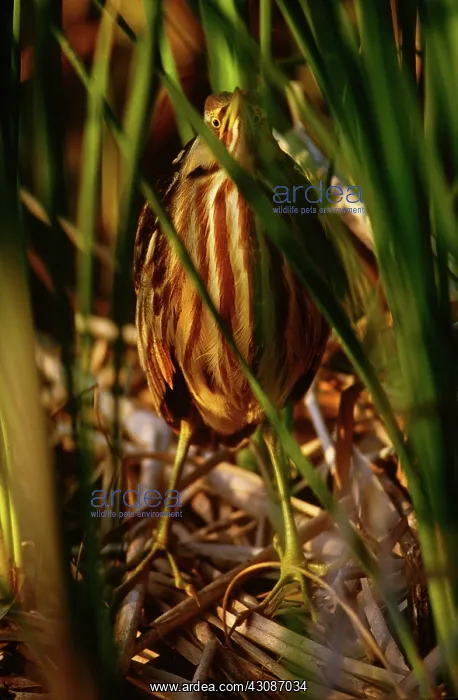 : American Bittern : American Bittern