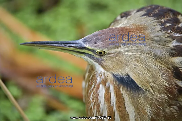 : American Bittern : American Bittern