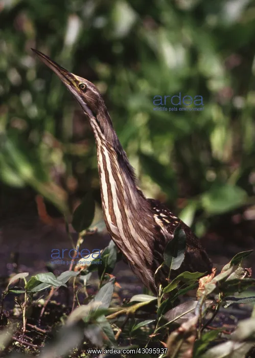 : American Bittern : American Bittern