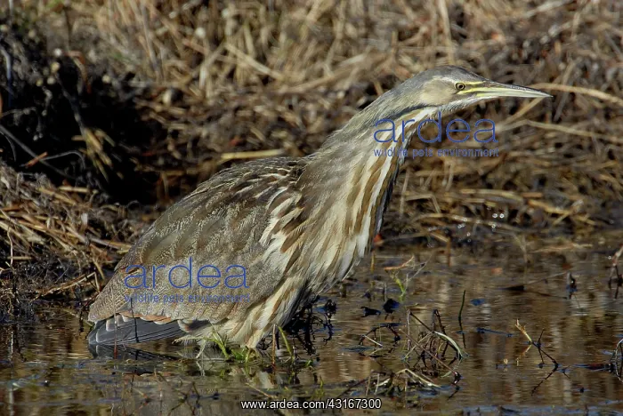 : American Bittern : American Bittern