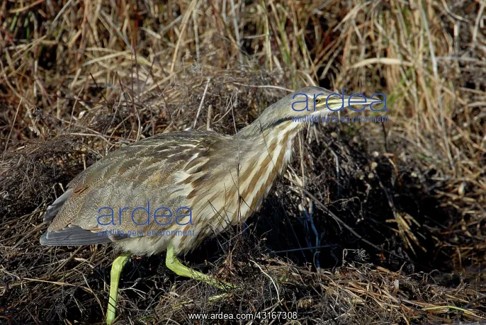 : American Bittern : American Bittern