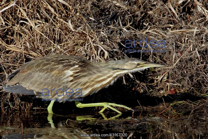: American Bittern : American Bittern