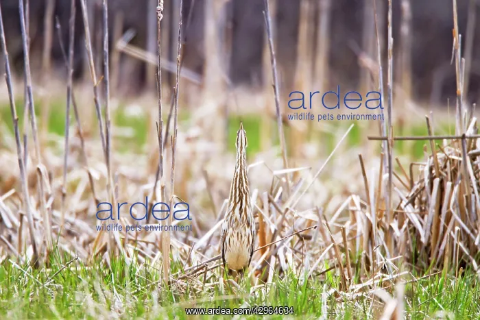 : American Bittern - lives in marshes and bogs : American Bittern - lives in marshes and bogs