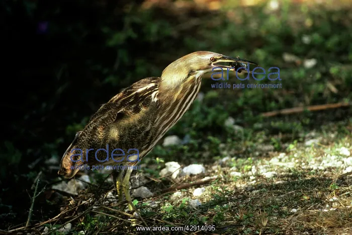 : American Bittern - with prey : American Bittern - with prey