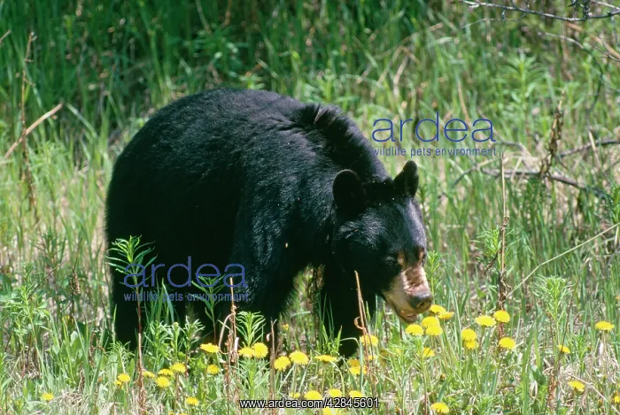 : American Black Bear : American Black Bear