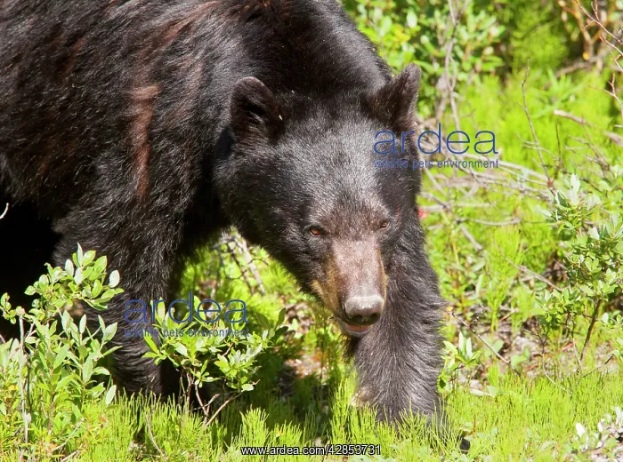 : American Black Bear : American Black Bear