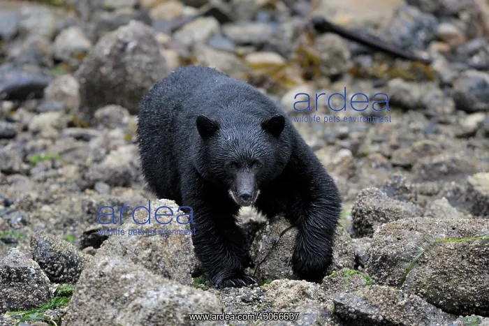 : American Black Bear : American Black Bear