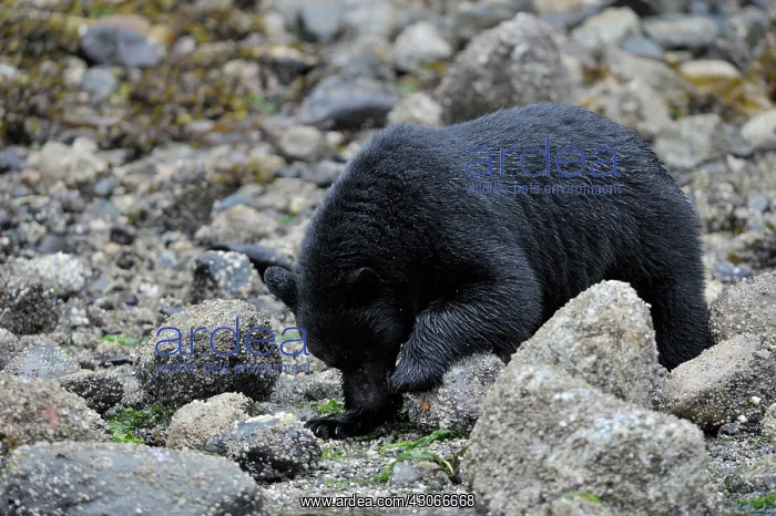 : American Black Bear : American Black Bear