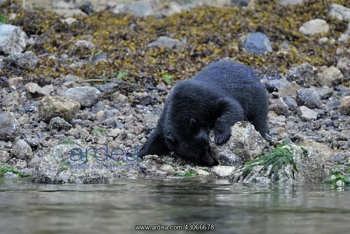 : American Black Bear : American Black Bear