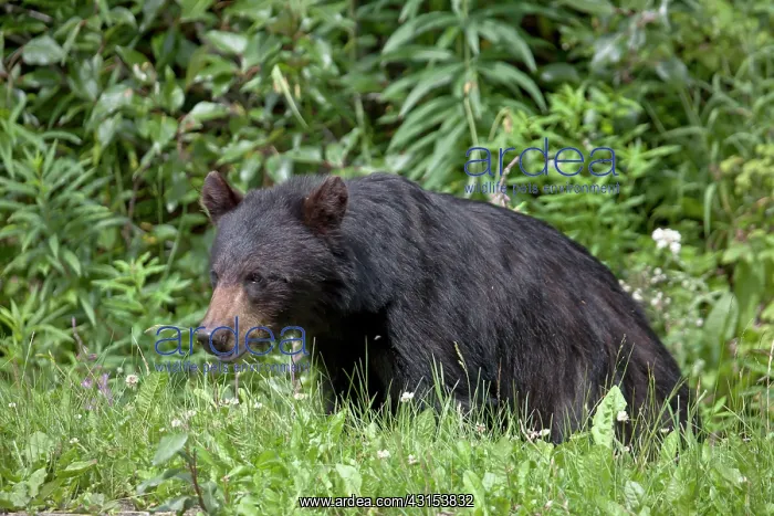 : American Black Bear : American Black Bear
