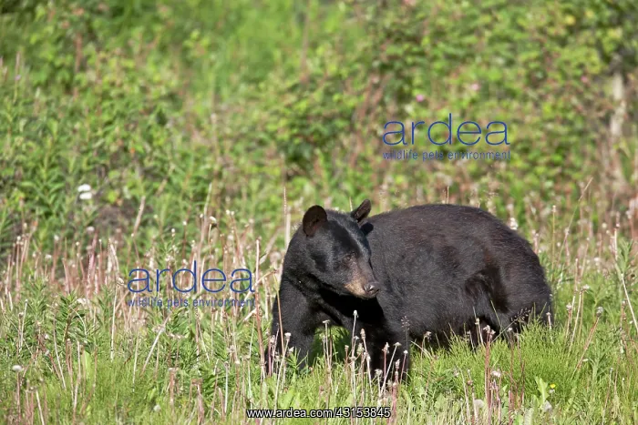 : American Black Bear : American Black Bear