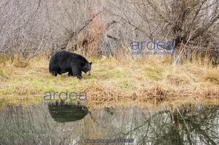 : American Black Bear : American Black Bear
