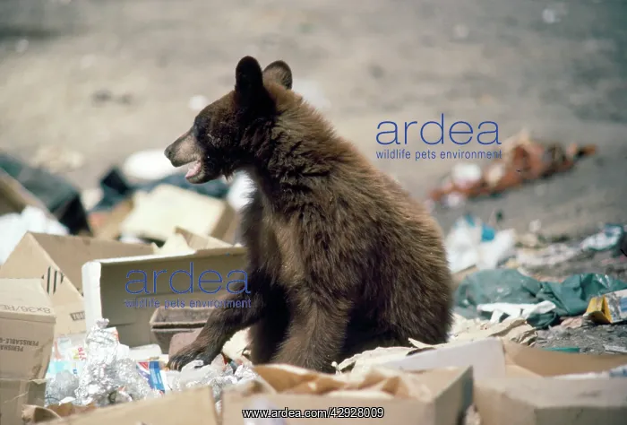 : American Black Bear - cub at garbage dump : American Black Bear - cub at garbage dump
