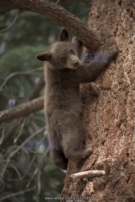 : American Black Bear cub in a tree - American Black : American Black Bear cub in a tree - American Black