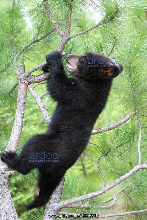 : American Black Bear - Spring cub 4 months old climbing : American Black Bear - Spring cub 4 months old climbing
