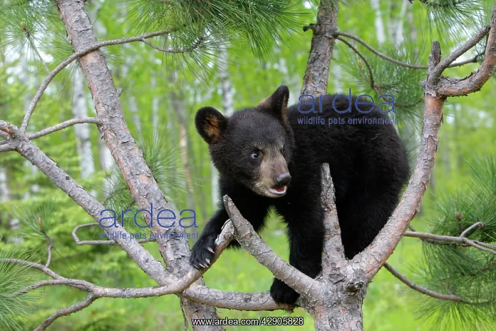 : American Black Bear - Spring cub 4 months old climbing : American Black Bear - Spring cub 4 months old climbing
