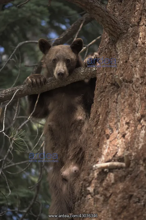 : American Black Bear in a tree - American Black Bear : American Black Bear in a tree - American Black Bear