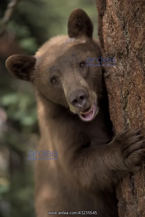 : American Black Bear in a tree - Close up of American : American Black Bear in a tree - Close up of American