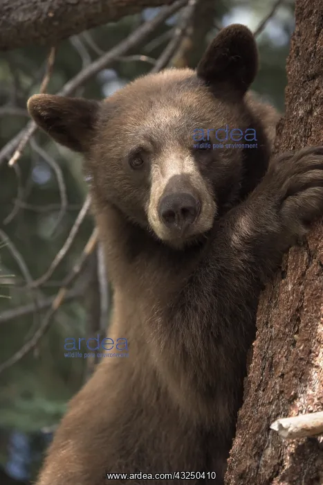 : American Black Bear in a tree - Close up of American : American Black Bear in a tree - Close up of American