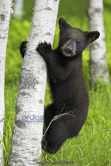 : American Black Bear (Ursus americanus), young climbing : American Black Bear (Ursus americanus), young climbing