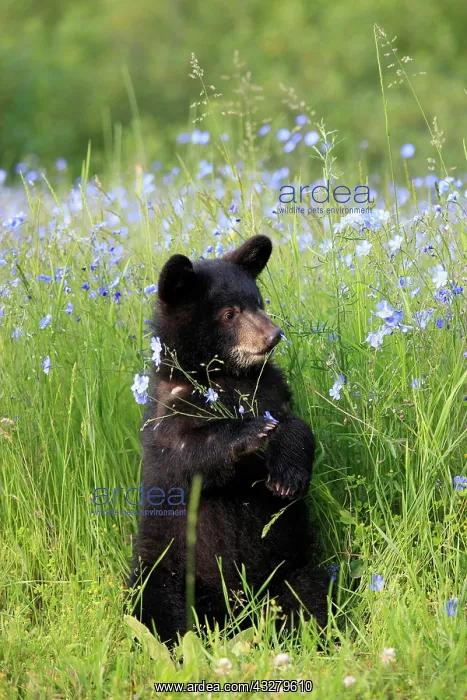 : American Black Bear (Ursus americanus), cub, six : American Black Bear (Ursus americanus), cub, six