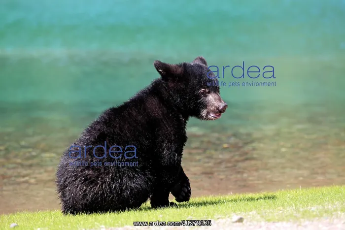 : American Black Bear (Ursus americanus), cub, six : American Black Bear (Ursus americanus), cub, six