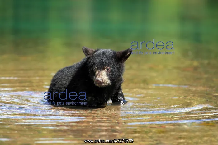 : American Black Bear (Ursus americanus), cub, six : American Black Bear (Ursus americanus), cub, six