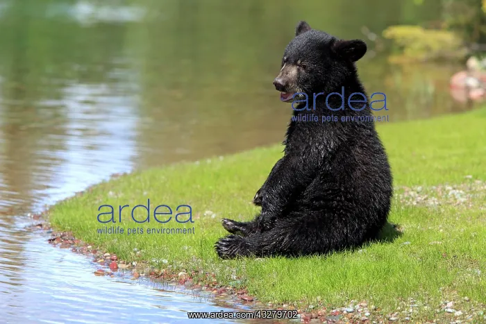 : American Black Bear (Ursus americanus), cub, six : American Black Bear (Ursus americanus), cub, six