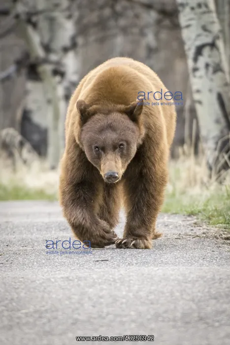 : American Black Bear (Ursus americanus) walking : American Black Bear (Ursus americanus) walking