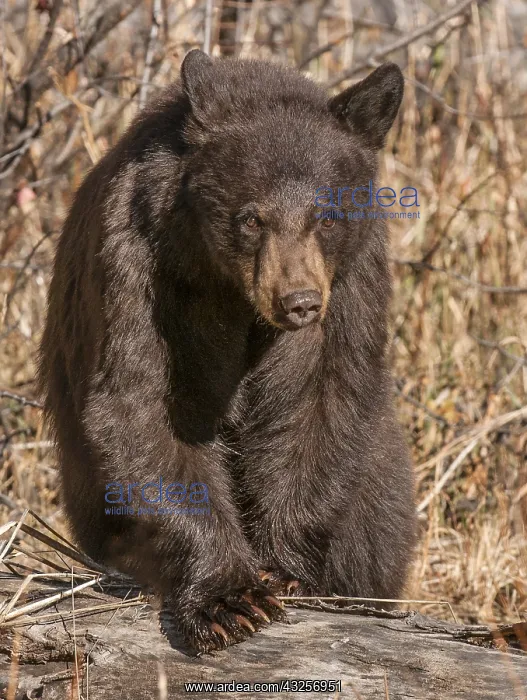 : American Black Bear (Ursus americanus) walking : American Black Bear (Ursus americanus) walking