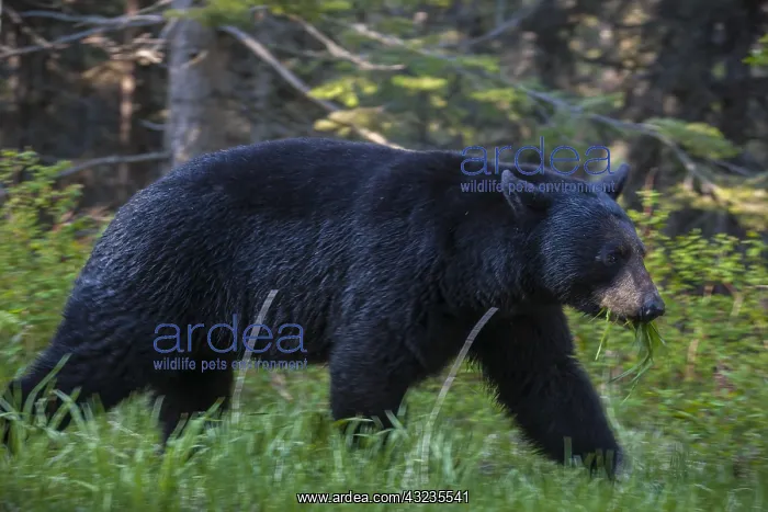 : American Black Bear walking in forest - American : American Black Bear walking in forest - American