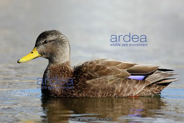  : American Black Duck