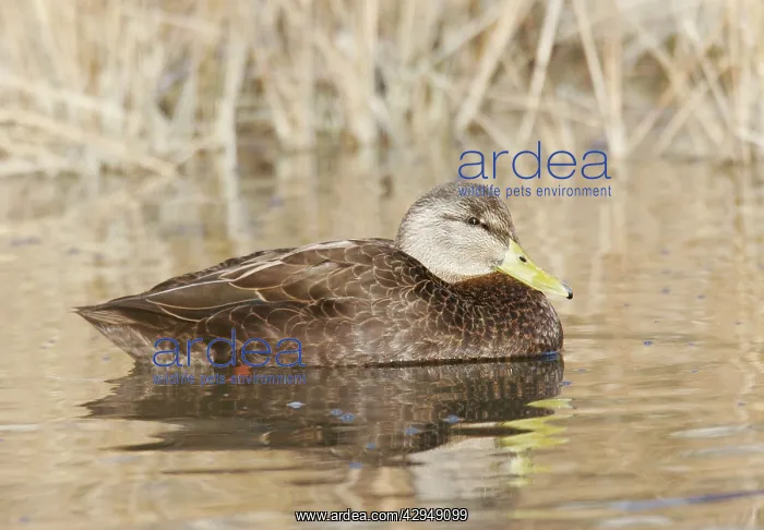 : American Black Duck : American Black Duck