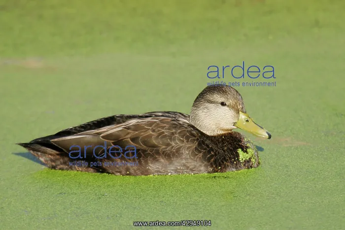 : American Black Duck : American Black Duck