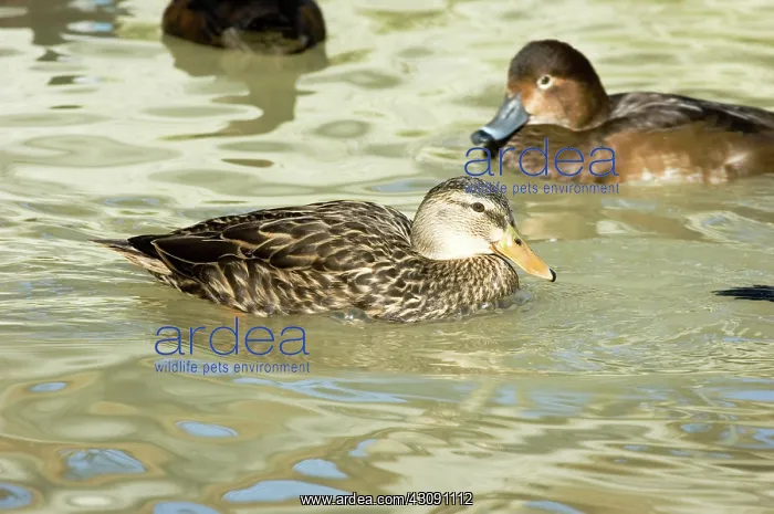 : American Black Duck : American Black Duck