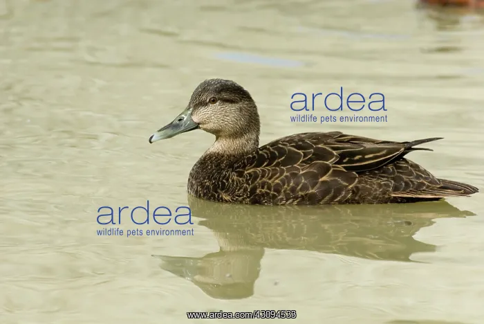 : American Black Duck : American Black Duck