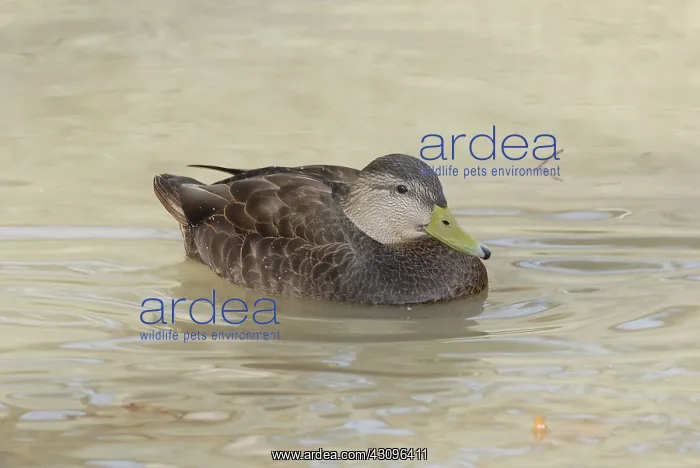 : American Black Duck : American Black Duck