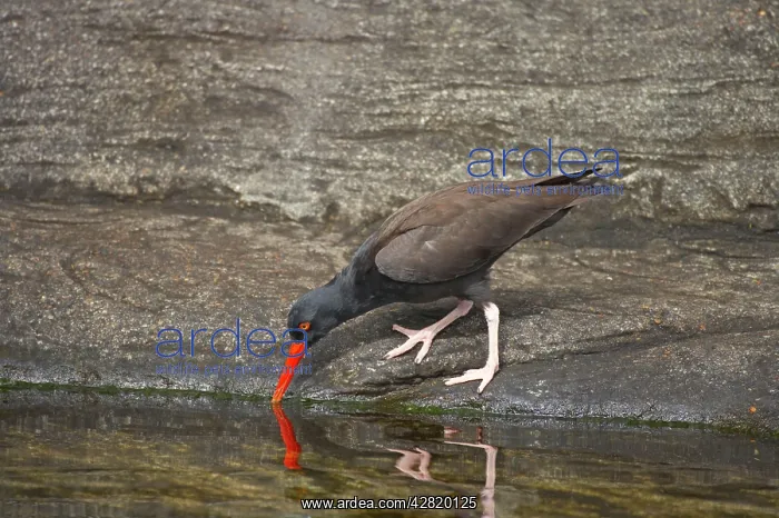: American Black Oystercatcher - Foraging along rocky coast : American Black Oystercatcher - Foraging along rocky coast