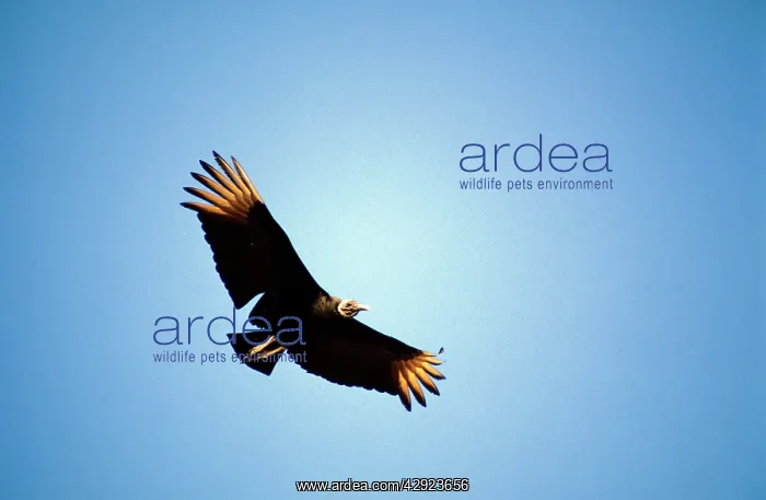 : American Black Vulture : American Black Vulture