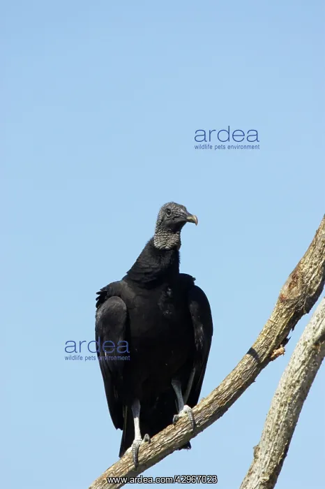 : American Black Vulture : American Black Vulture