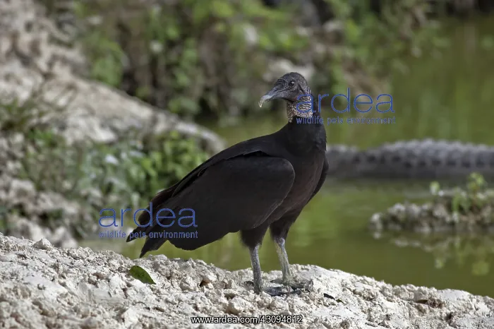 : American Black Vulture : American Black Vulture