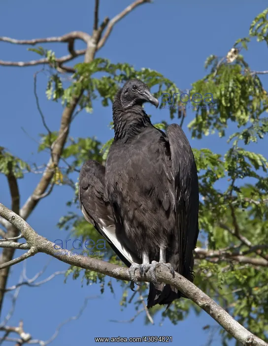 : American Black Vulture : American Black Vulture