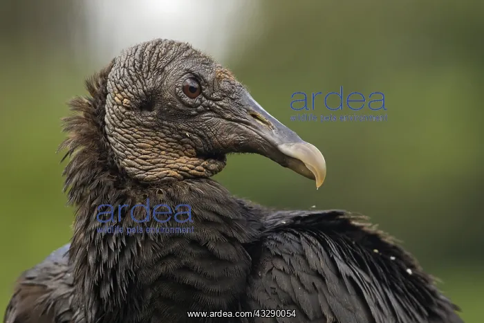 : American Black Vulture (Coragyps atratus) portr : American Black Vulture (Coragyps atratus) portr