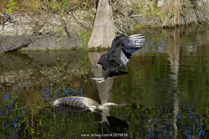 : American Black Vulture on dead alligator : American Black Vulture on dead alligator