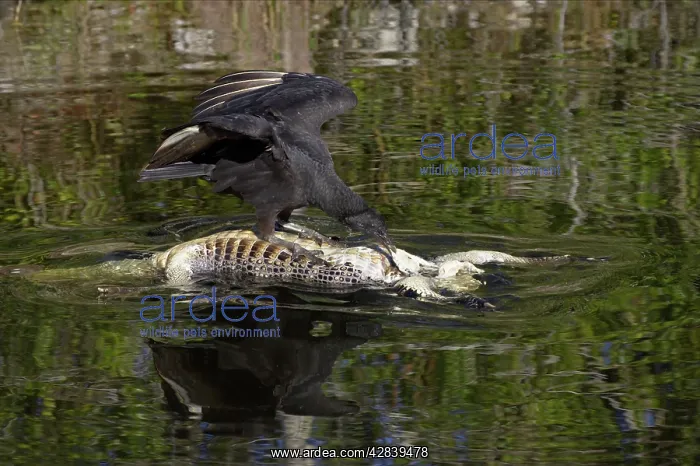  : American Black Vulture on dead alligator